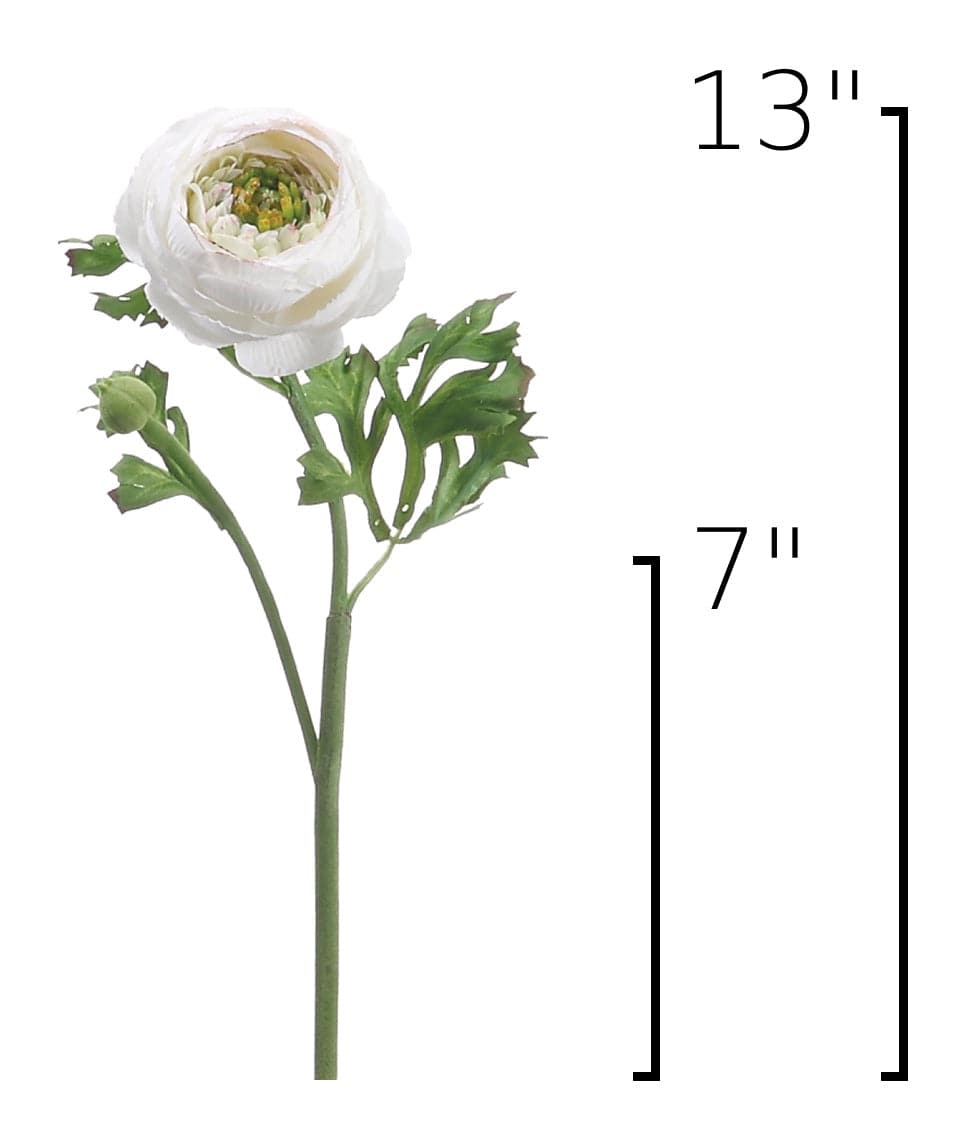 White ranunculus stem with green leaves and buds, shown on a white background with height markers indicating 13 inches total and 7 inches from the top.