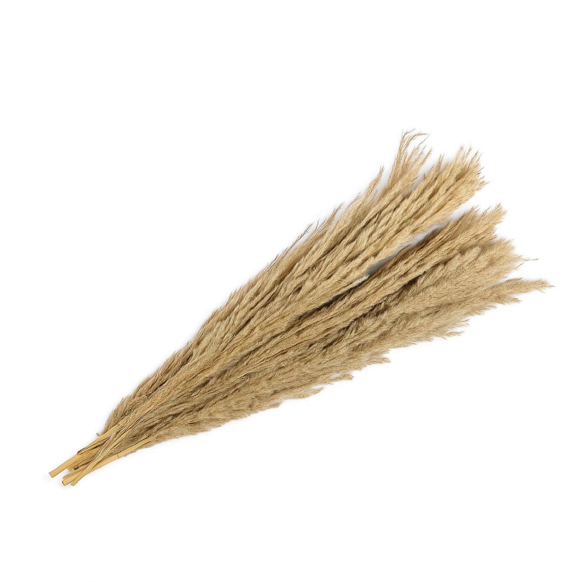 Natural Dried Grass Bundle – Long Everlasting Stems | Preserved Neutral Botanical Bunch for Vase Styling & Home Decor