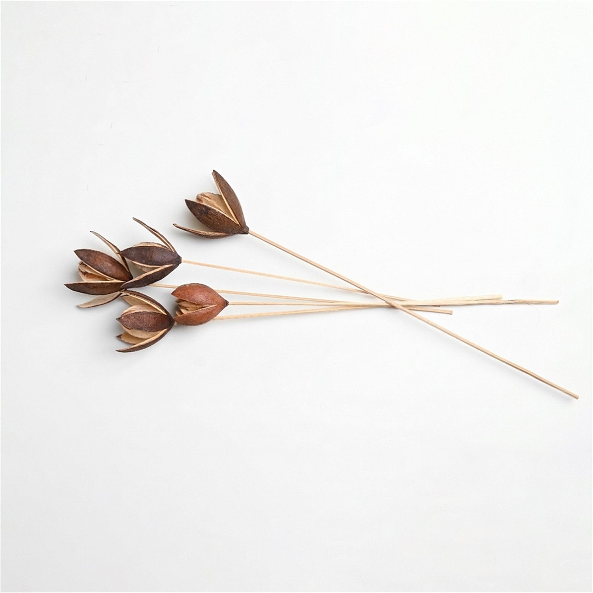 Dried Lily Stems – Set of 30 (Natural) | Preserved Floral Tray for Vase Styling & Neutral Home Decor