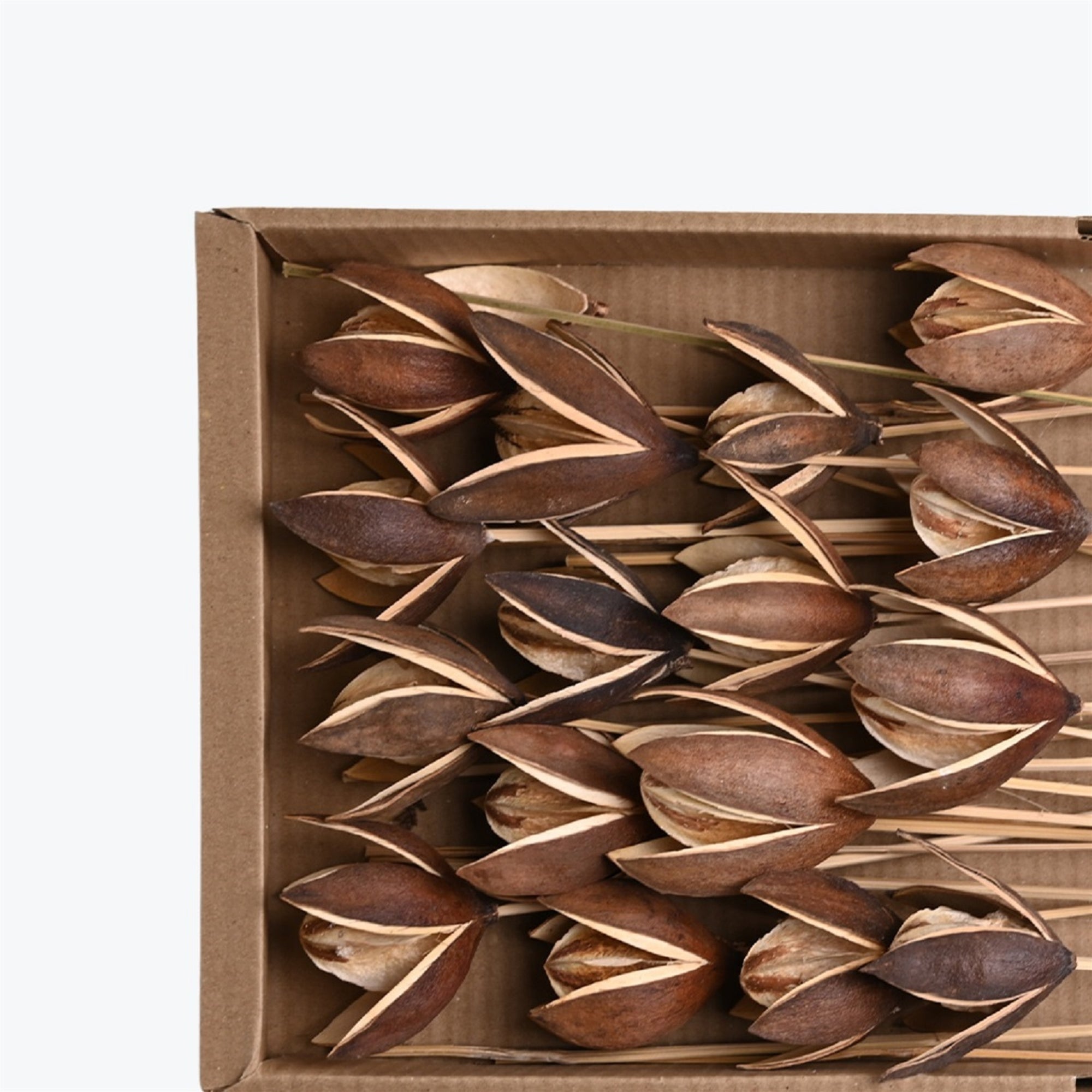 Dried Lily Stems – Set of 30 (Natural) | Preserved Floral Tray for Vase Styling & Neutral Home Decor