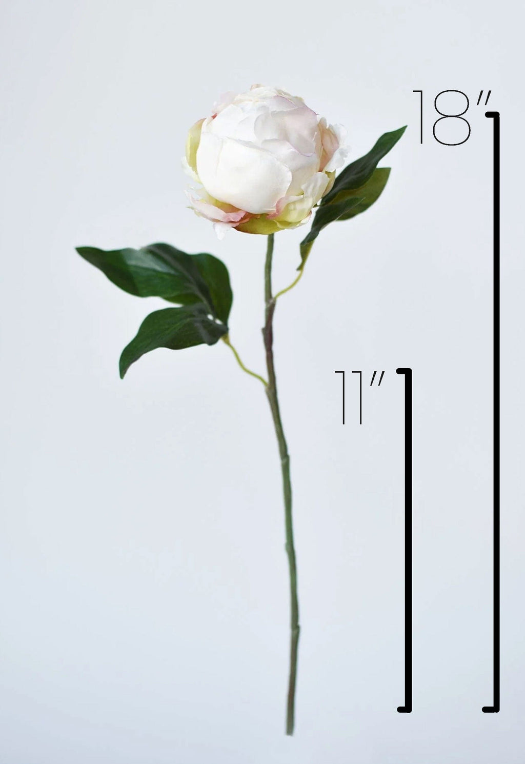 White flower with green leaves and measurement labels on a light gray background