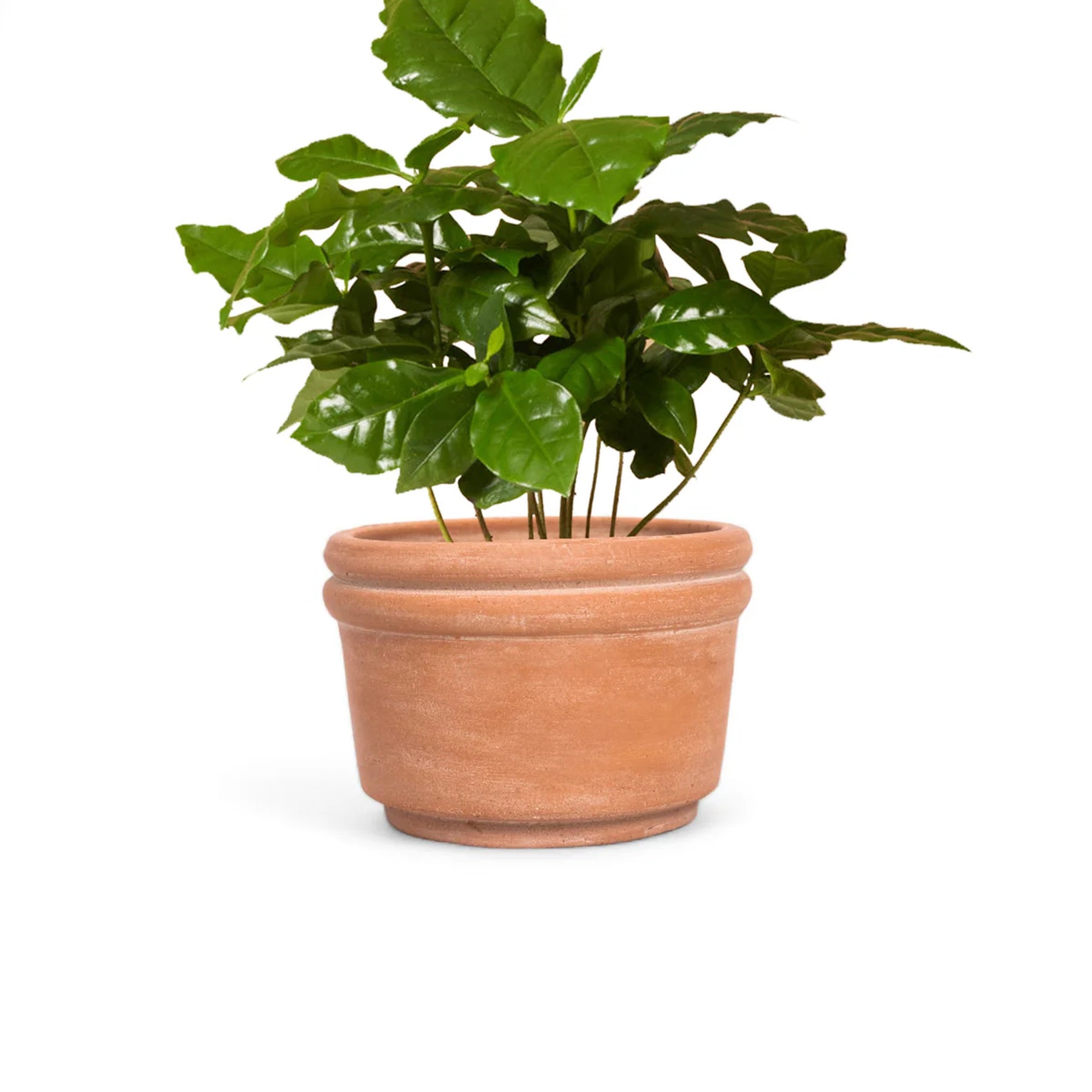 Felipe Medium Terracotta Planter | Meso Goods | Sorelle Rossi