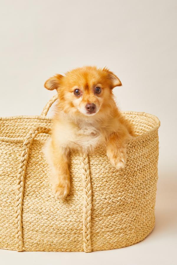 Small brown dog sitting inside a woven basket on a light background