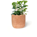 Potted plant in a terracotta pot on a white background
