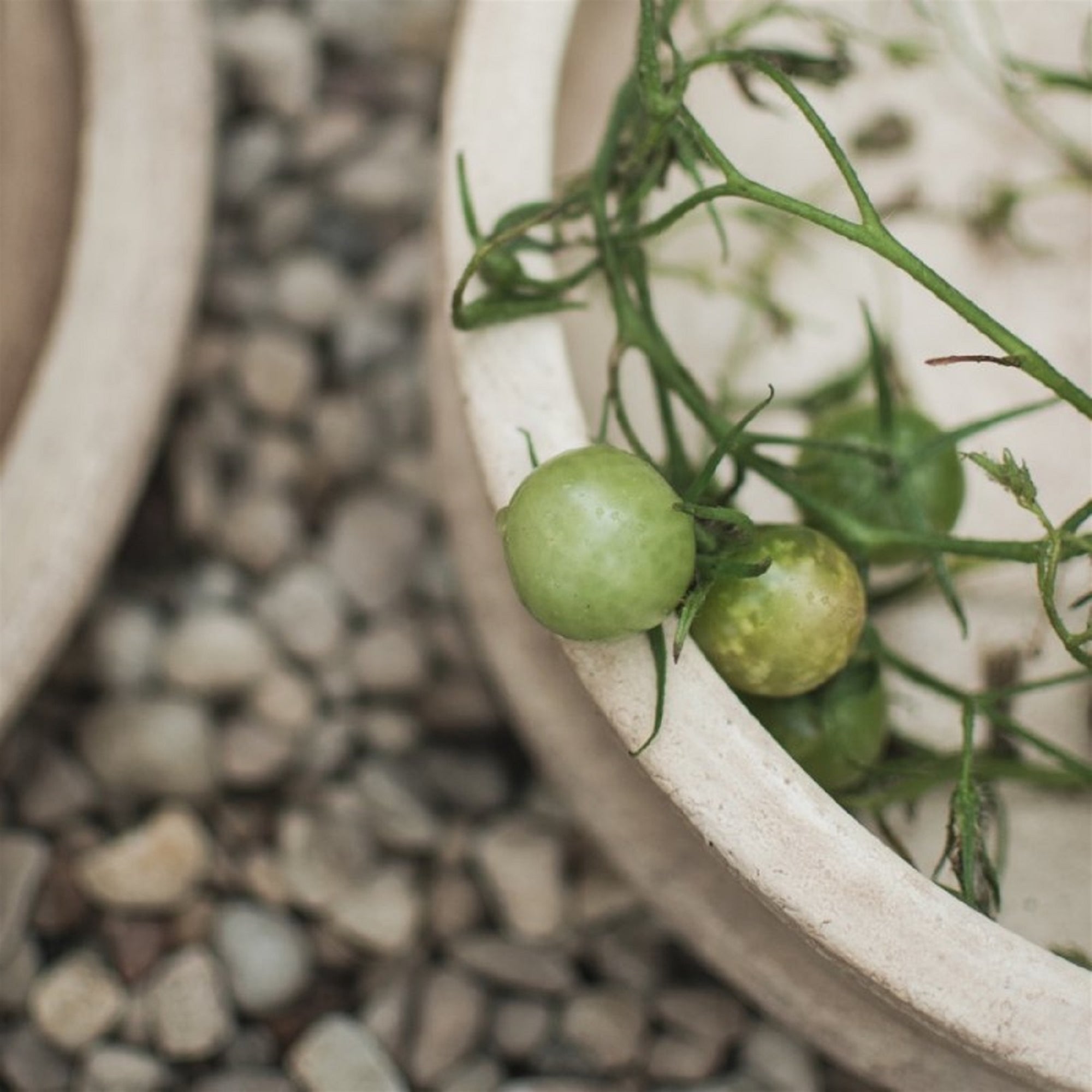 Sand Terracotta Bowl Planter – Low Profile Clay Planter Dish