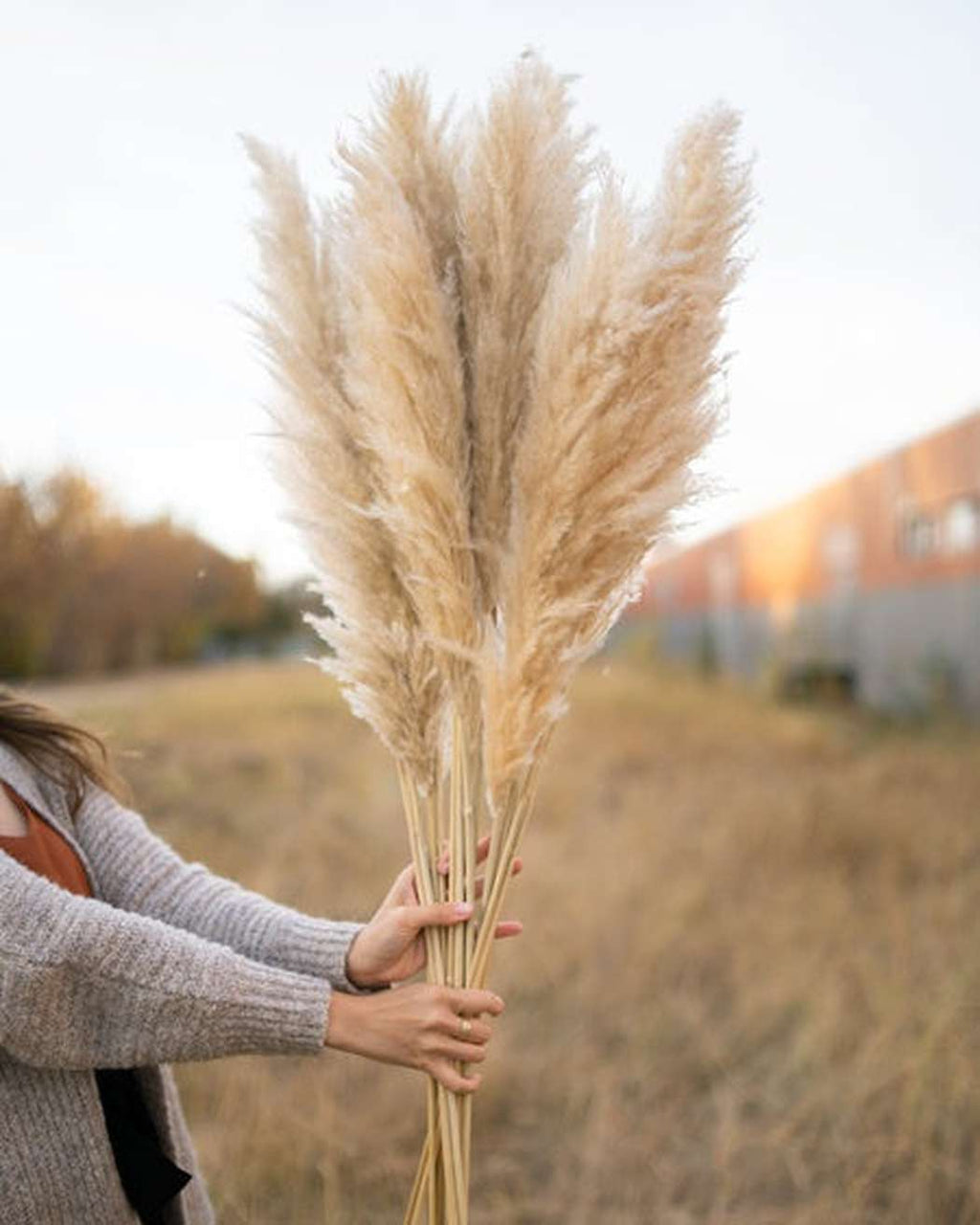 Tuscan Desert Cream Beige Extra Fluffy Pampas Grass
