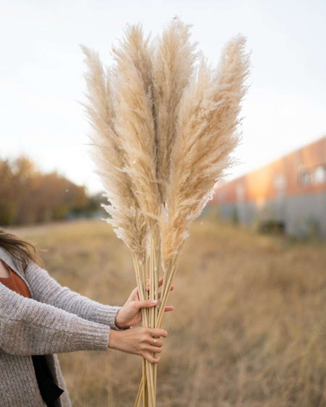 Tuscan Desert Cream Beige Extra Fluffy Pampas Grass