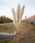 Tuscan Desert Cream Beige Extra Fluffy Pampas Grass