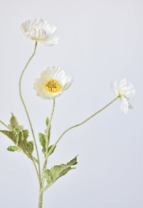 Three white flowers with green stems on a light gray background
