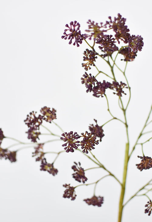 Close-up of dried purple flowers on a white background
