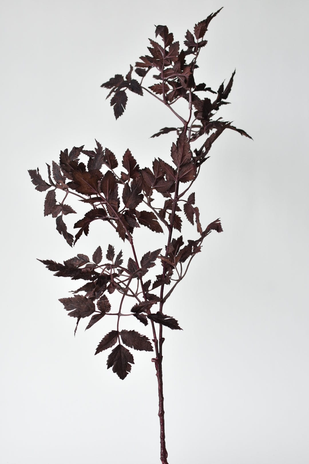 Artificial plant branch with dark leaves on a white background