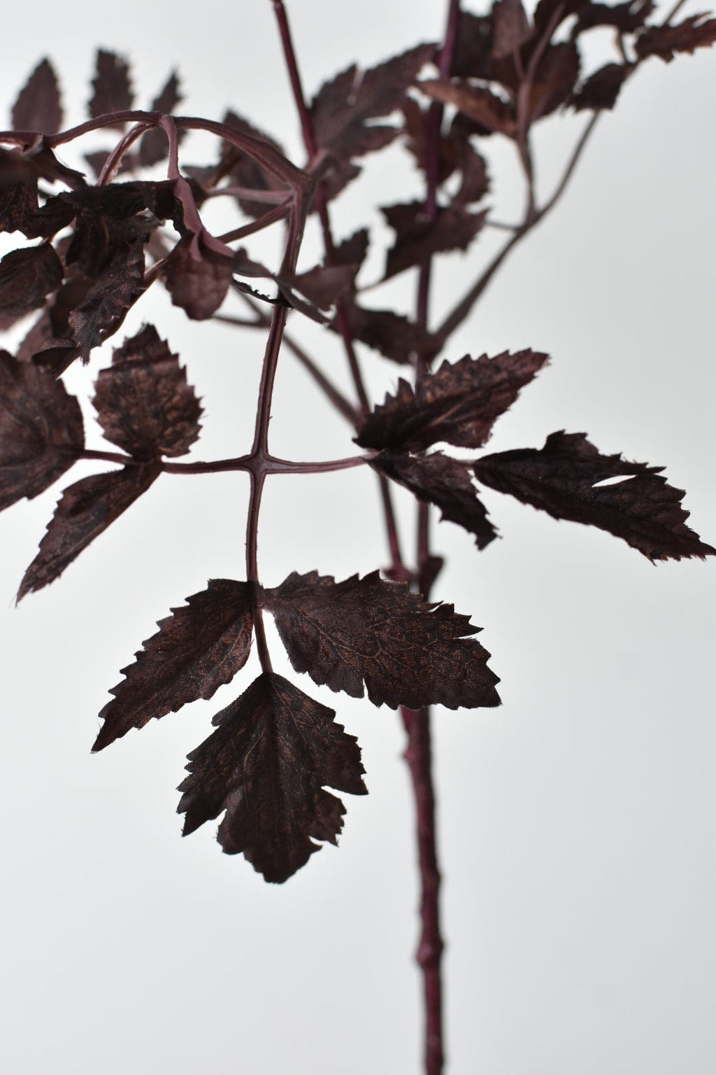 Close-up of dark brown leaves against a light gray background