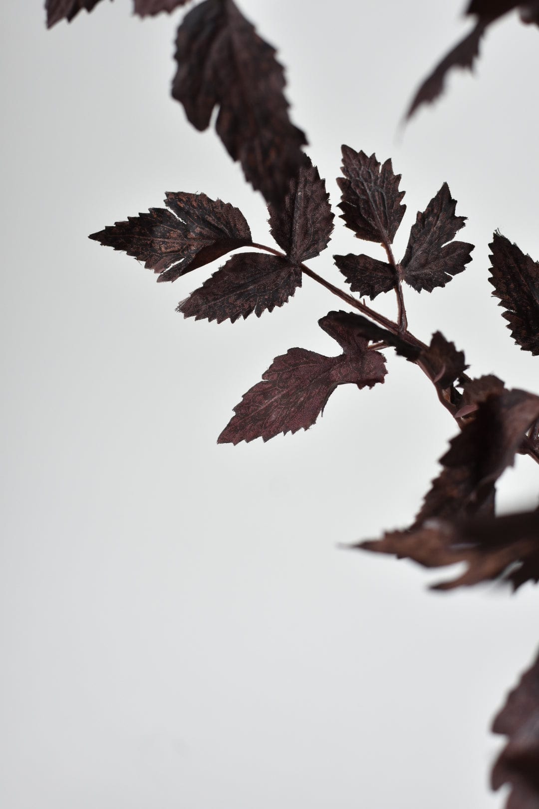 Close-up of dark brown leaves against a light gray background