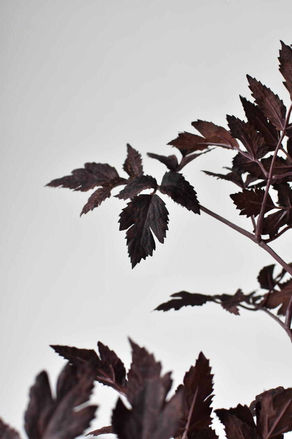 Dark green leaves against a light gray background