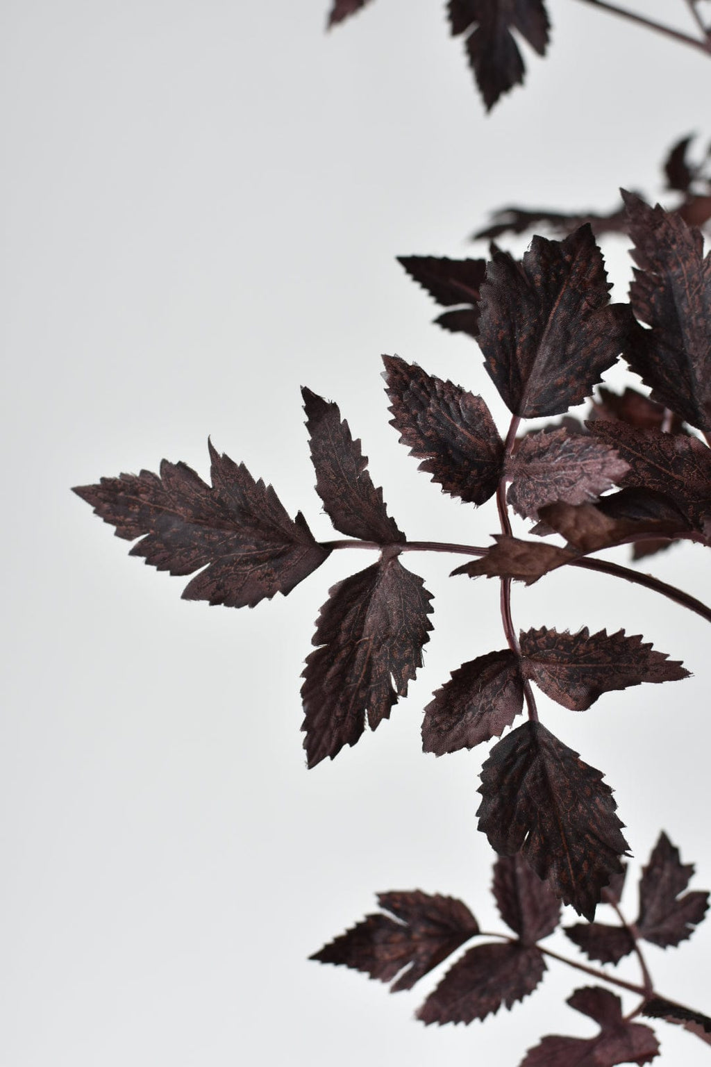 Close-up of dark purple leaves on a light gray background