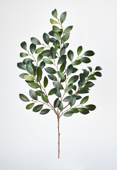 Green leafy branch on a light gray background