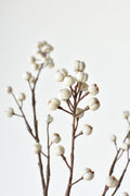 Dried plant branches with white berries on a light background