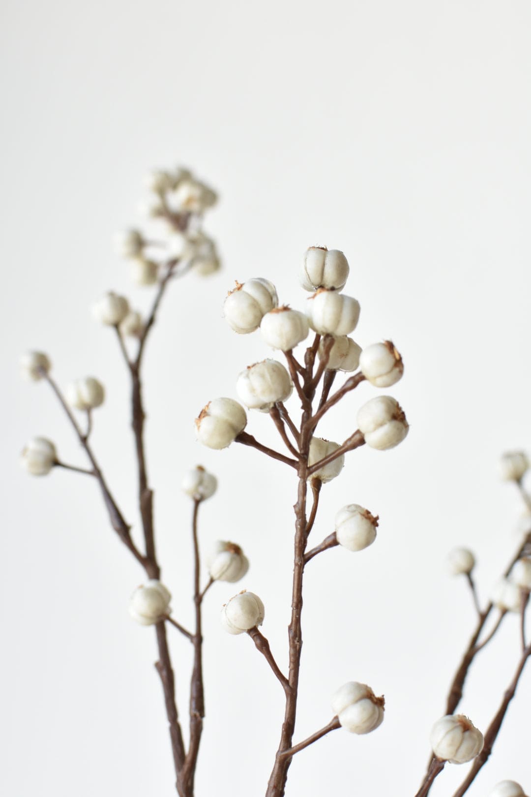 Dried plant branches with white berries on a light background