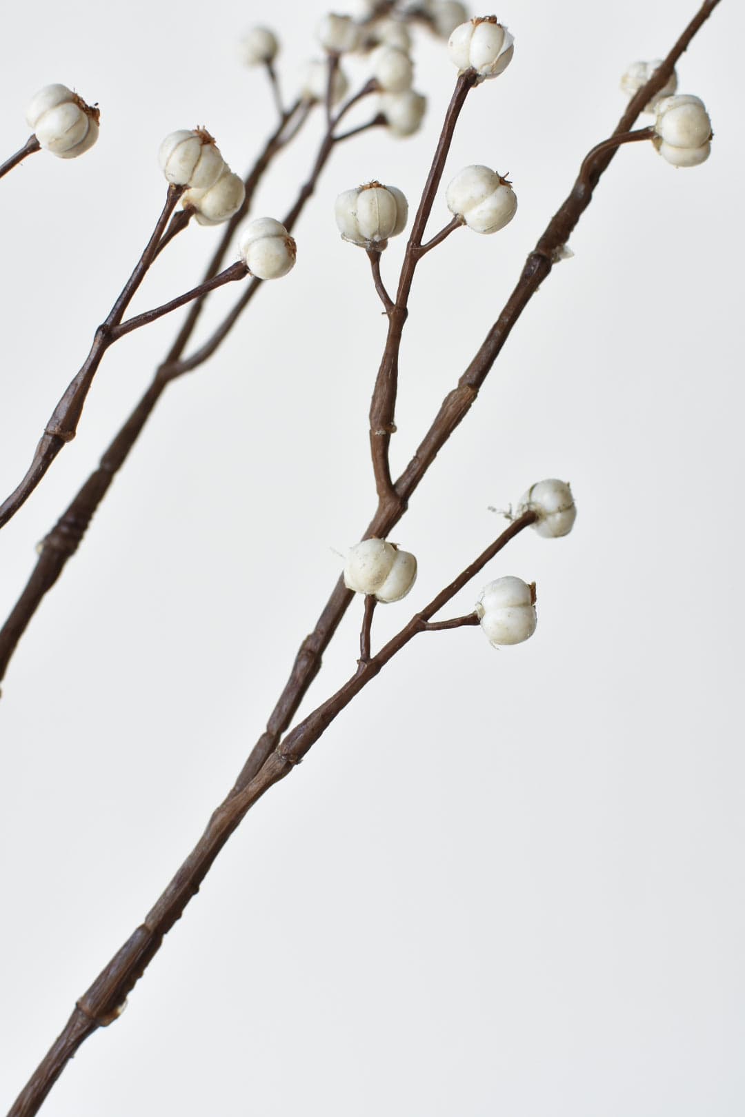 Branches with white berries on a light gray background