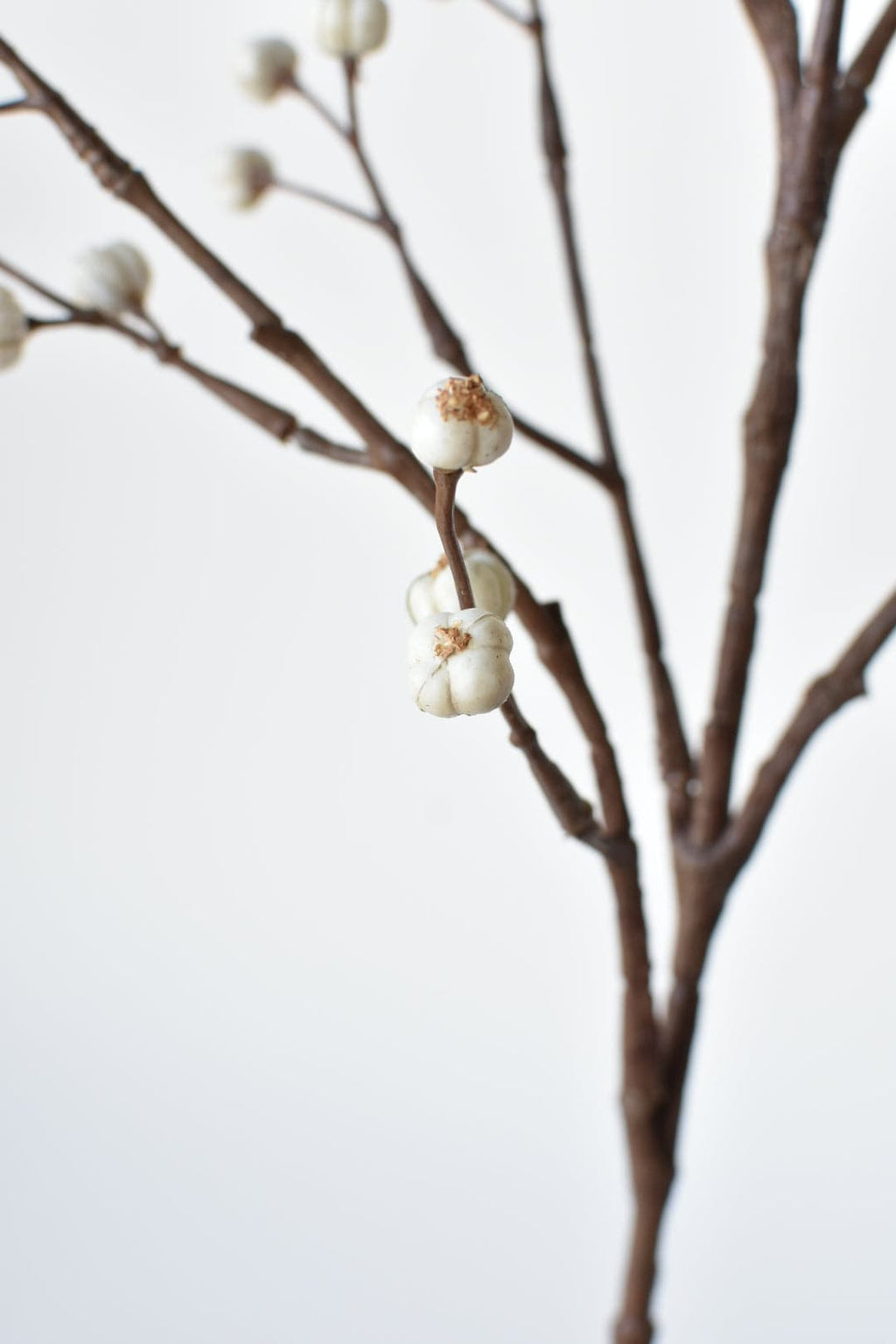 Decorative branch with white berries on a plain background