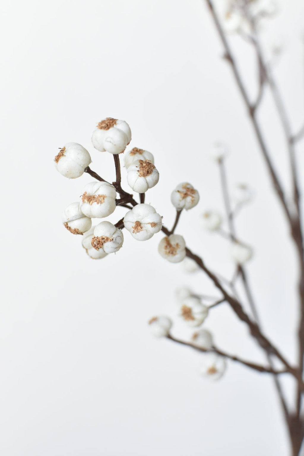 Close-up of white flowers on a branch against a light background