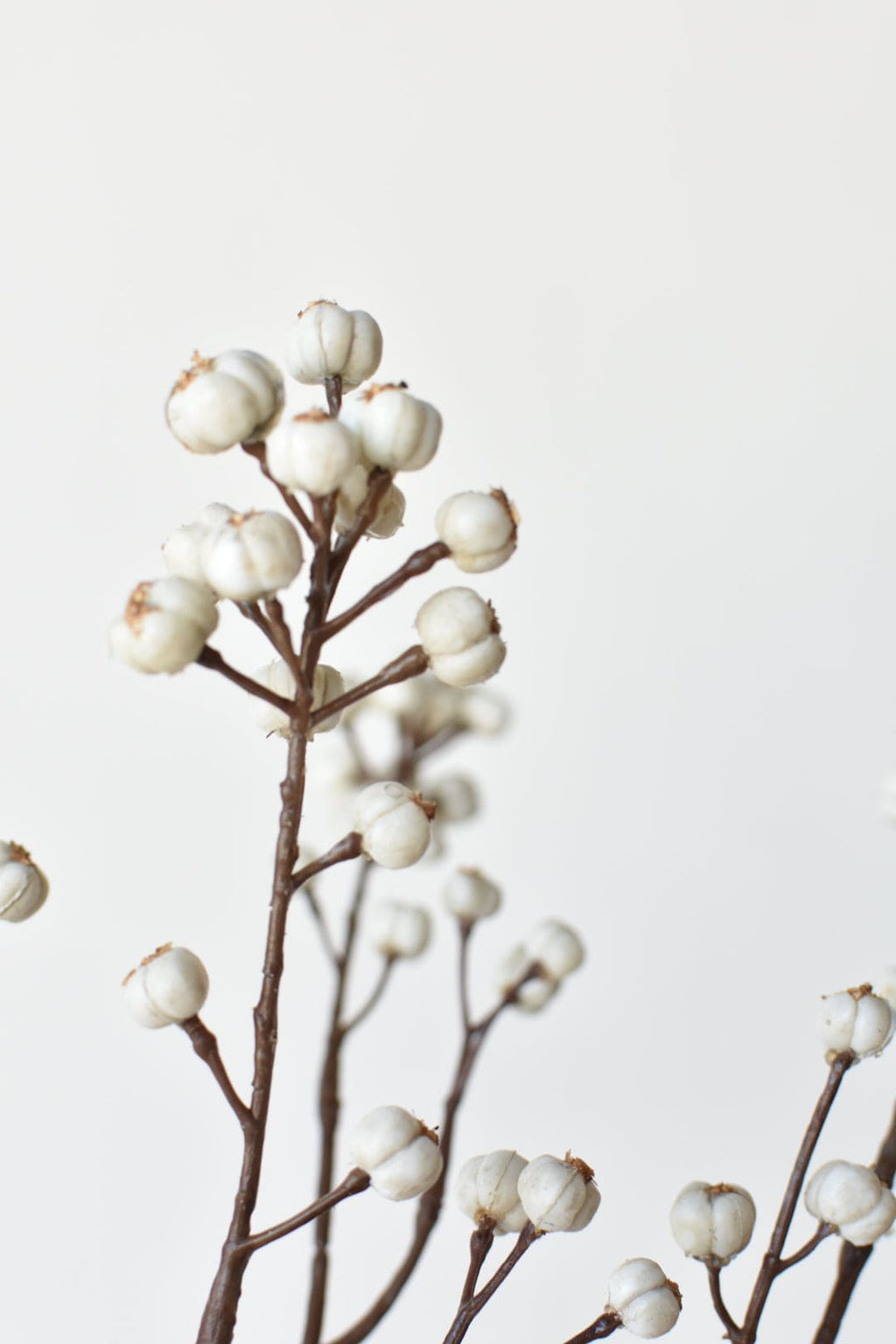 White berries on branches against a light gray background