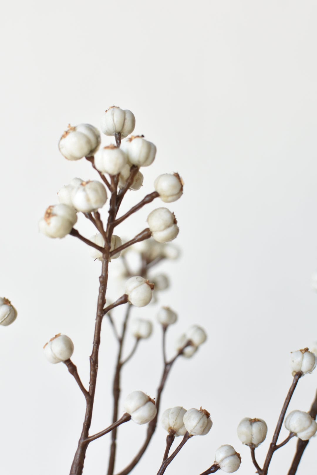White berries on branches against a light gray background