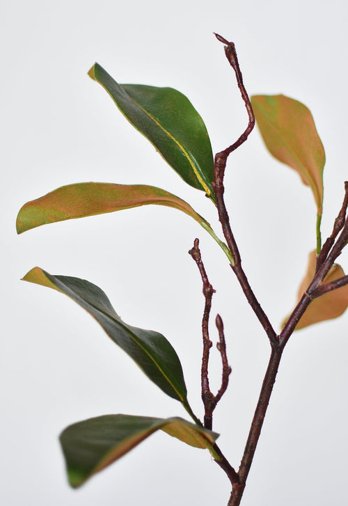 Close-up of a branch with green leaves on a light gray background