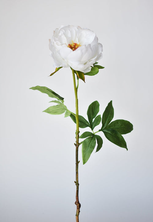White flower with green leaves on a light gray background