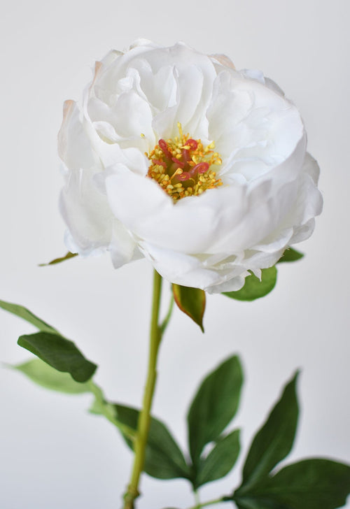 White flower with green leaves on a light gray background