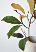 Close-up of a plant with green leaves and brown branches on a light background