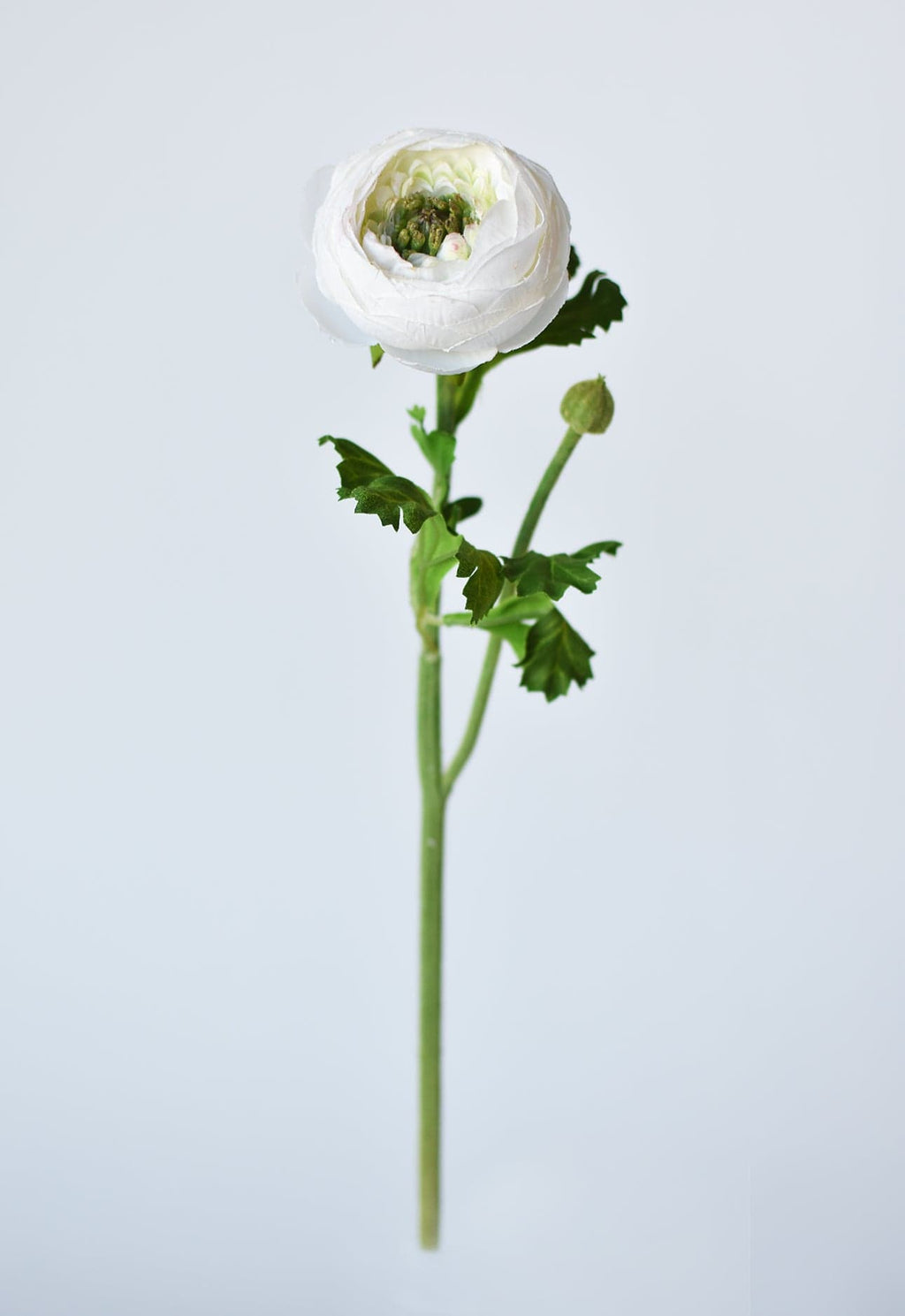 White flower with green leaves on a light gray background