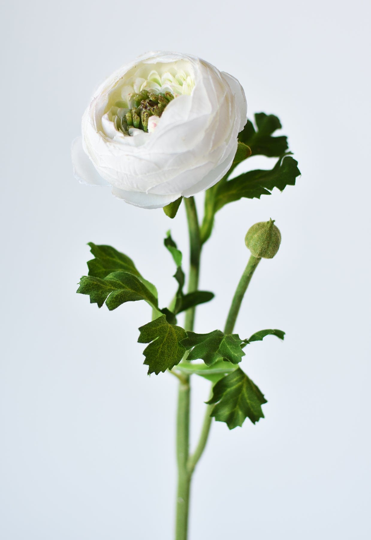 White flower with green leaves on a light gray background