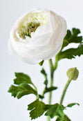White flower with green leaves on a light gray background