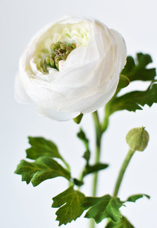 White flower with green leaves on a light gray background