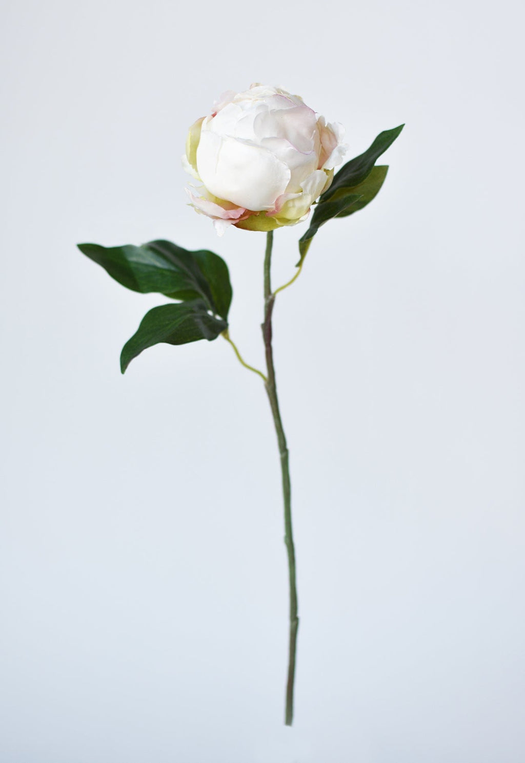 White peony flower with green leaves on a light gray background