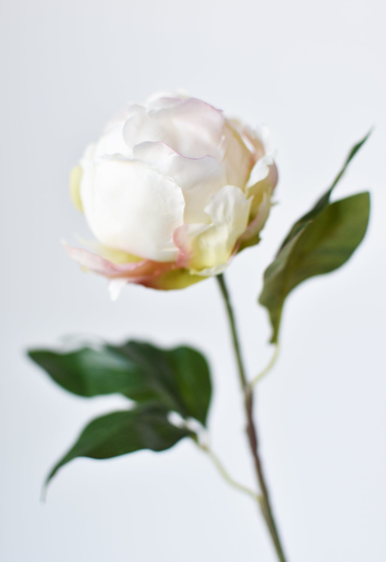 A single artificial flower with a large white bloom, soft pink and yellow undertones, and glossy green leaves on a stem, photographed against a clean light gray background.