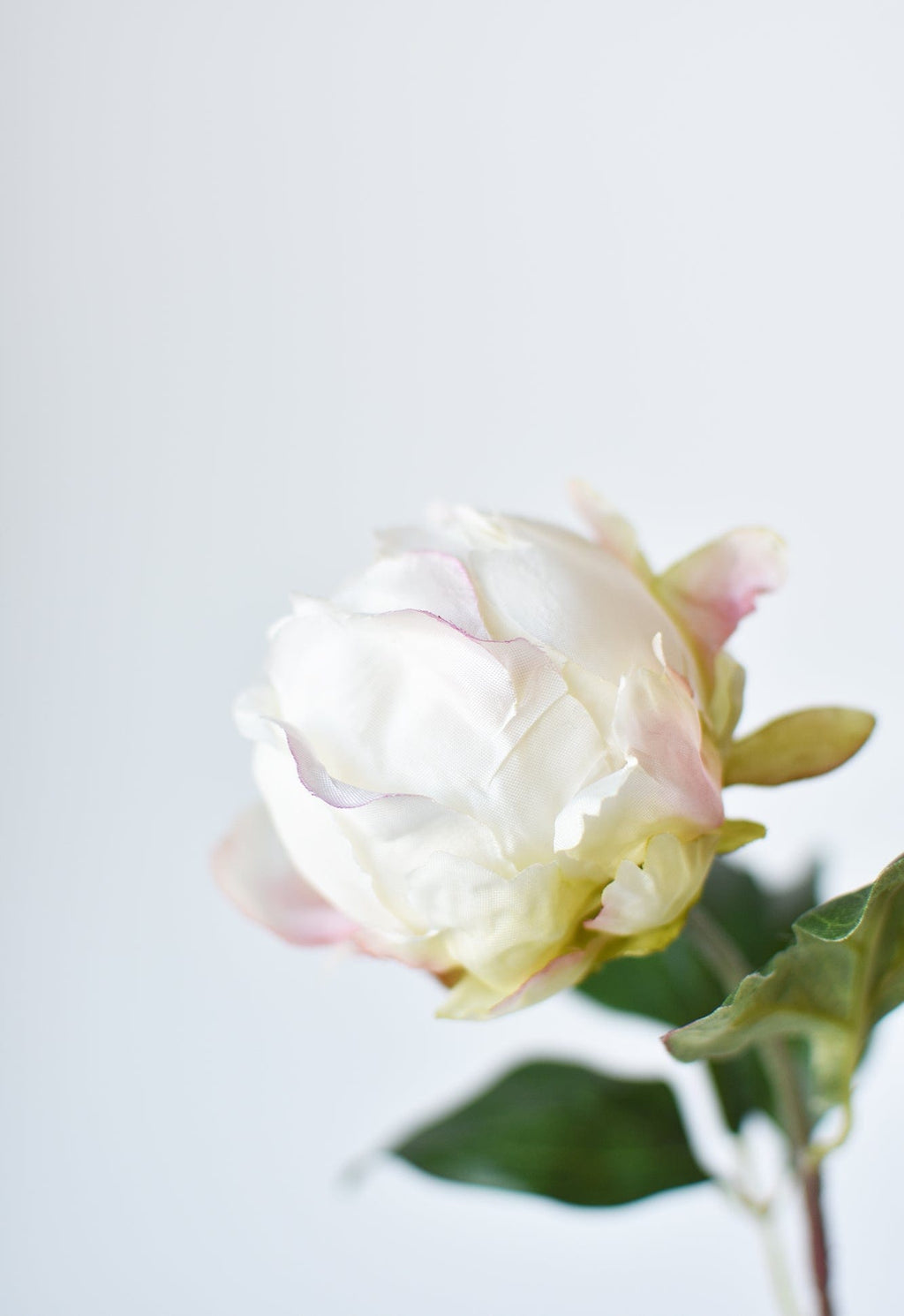 Close-up of a white flower with green leaves on a light gray background
