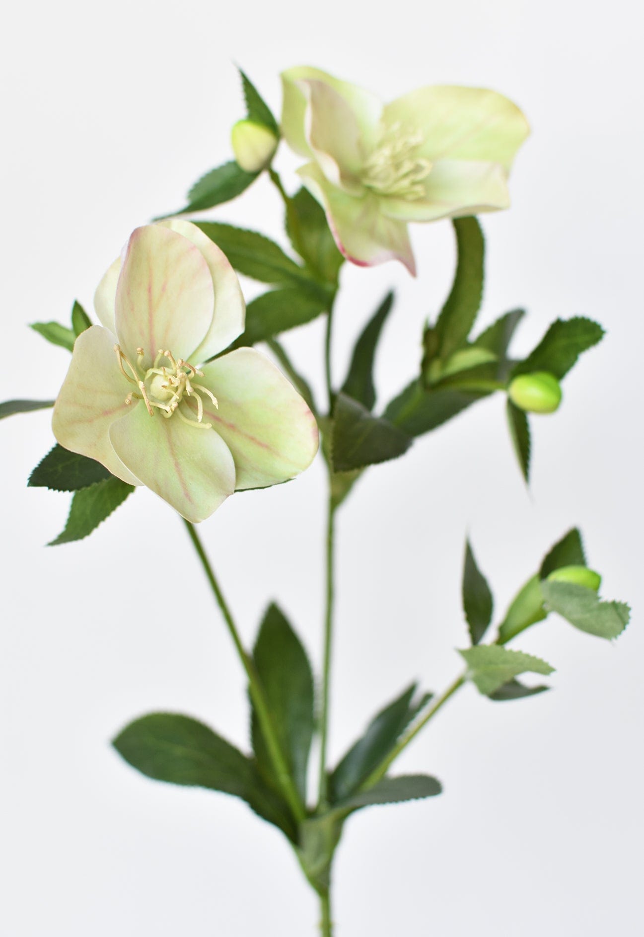Artificial green flower arrangement on a white background