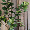 Fiddle leaf fig plant against a wooden paneled wall