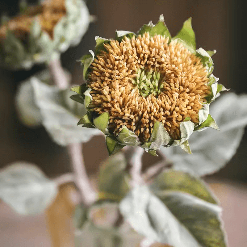Close-up of a sunflower bud with green leaves against a blurred background
