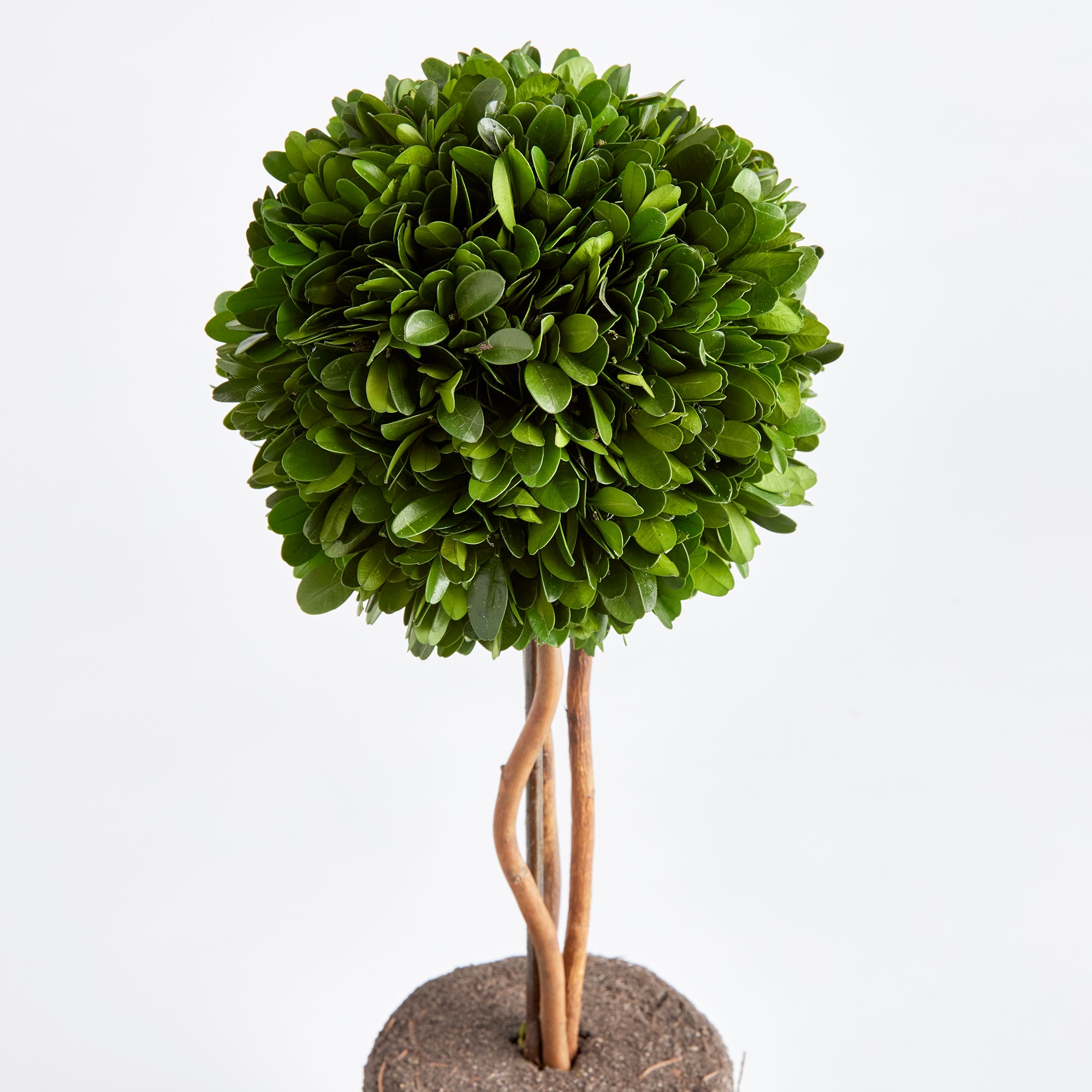 Preserved Boxwood Topiary – 16” Single Sphere Drop-In | Faux Greenery for Planters, Urns & Indoor Decor