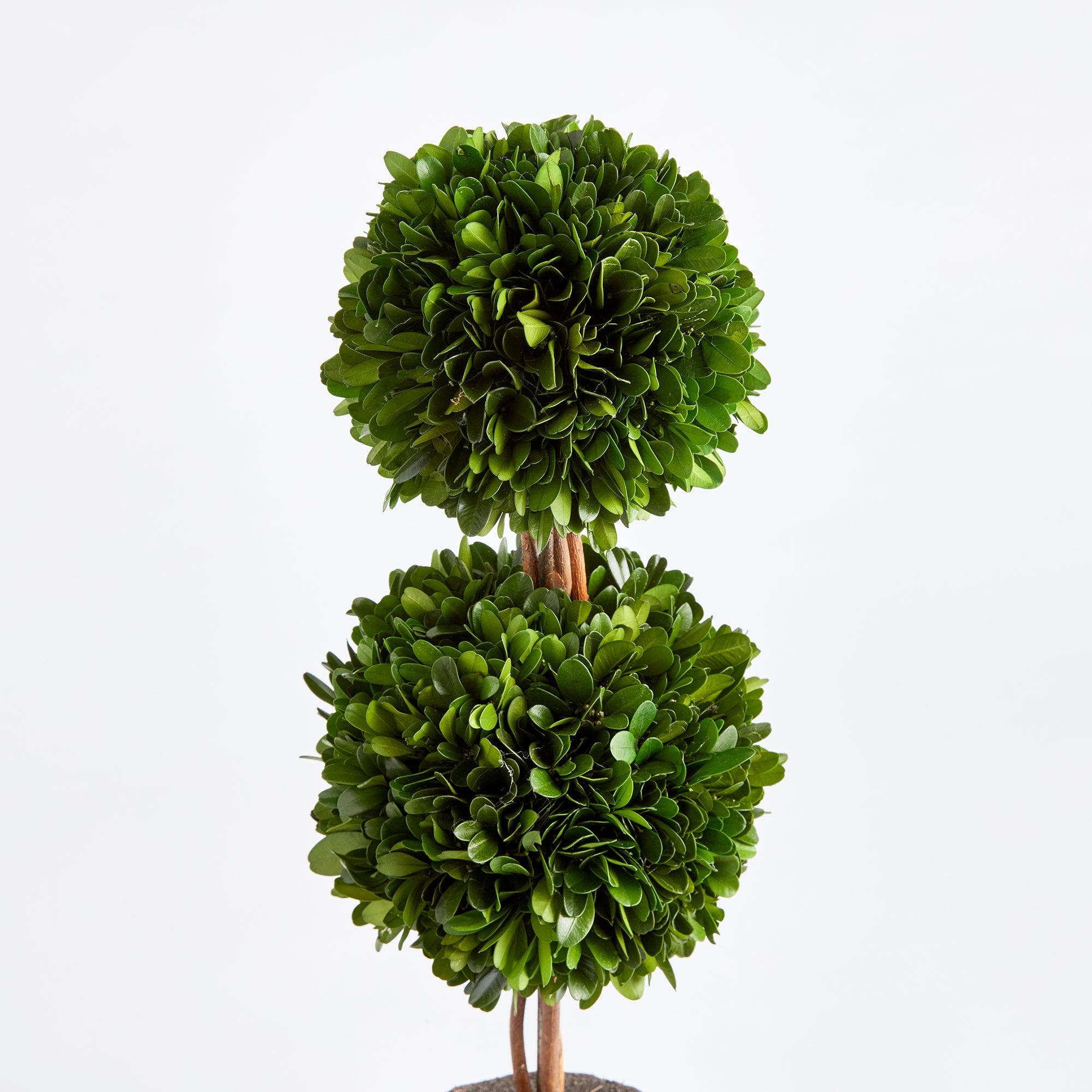 Preserved Boxwood Double Sphere Topiary – 20” Drop-In | Faux Greenery for Planters, Urns & Entryway Decor