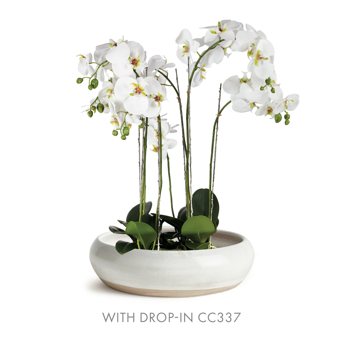White orchids in a white pot on a white background