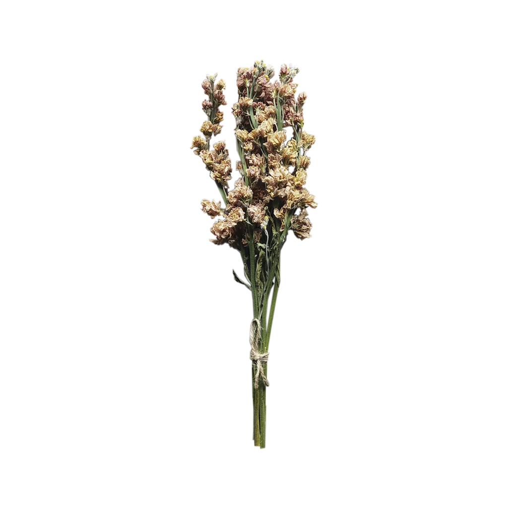 Dried Larkspur
