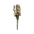 Dried Larkspur