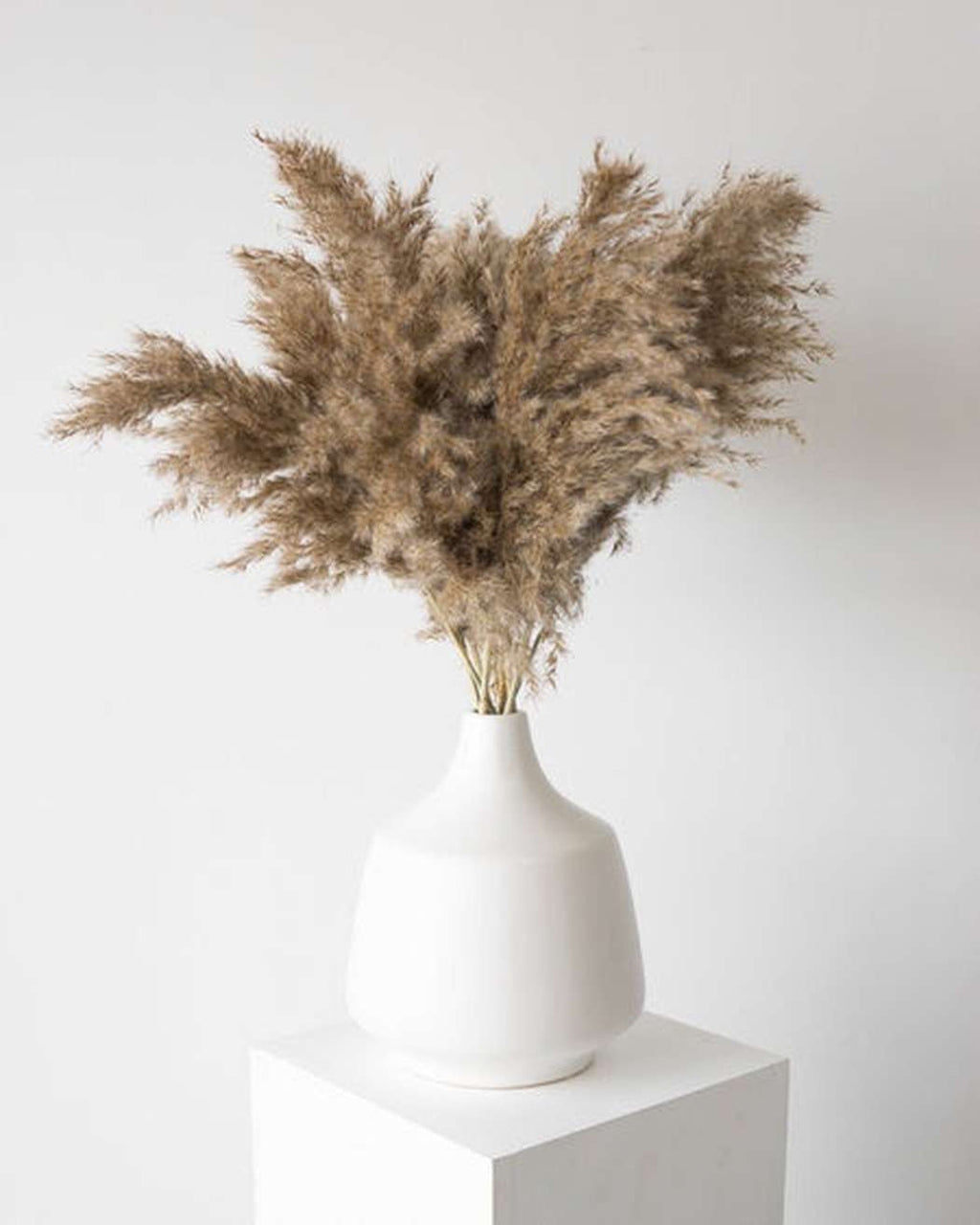 Mini Pampas Grass (5pcs)