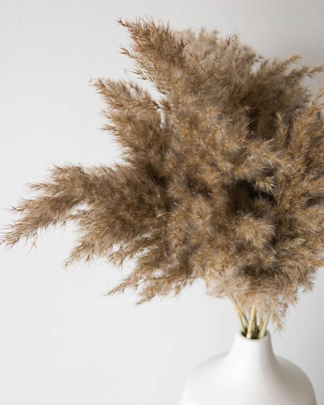 Mini Pampas Grass (5pcs)