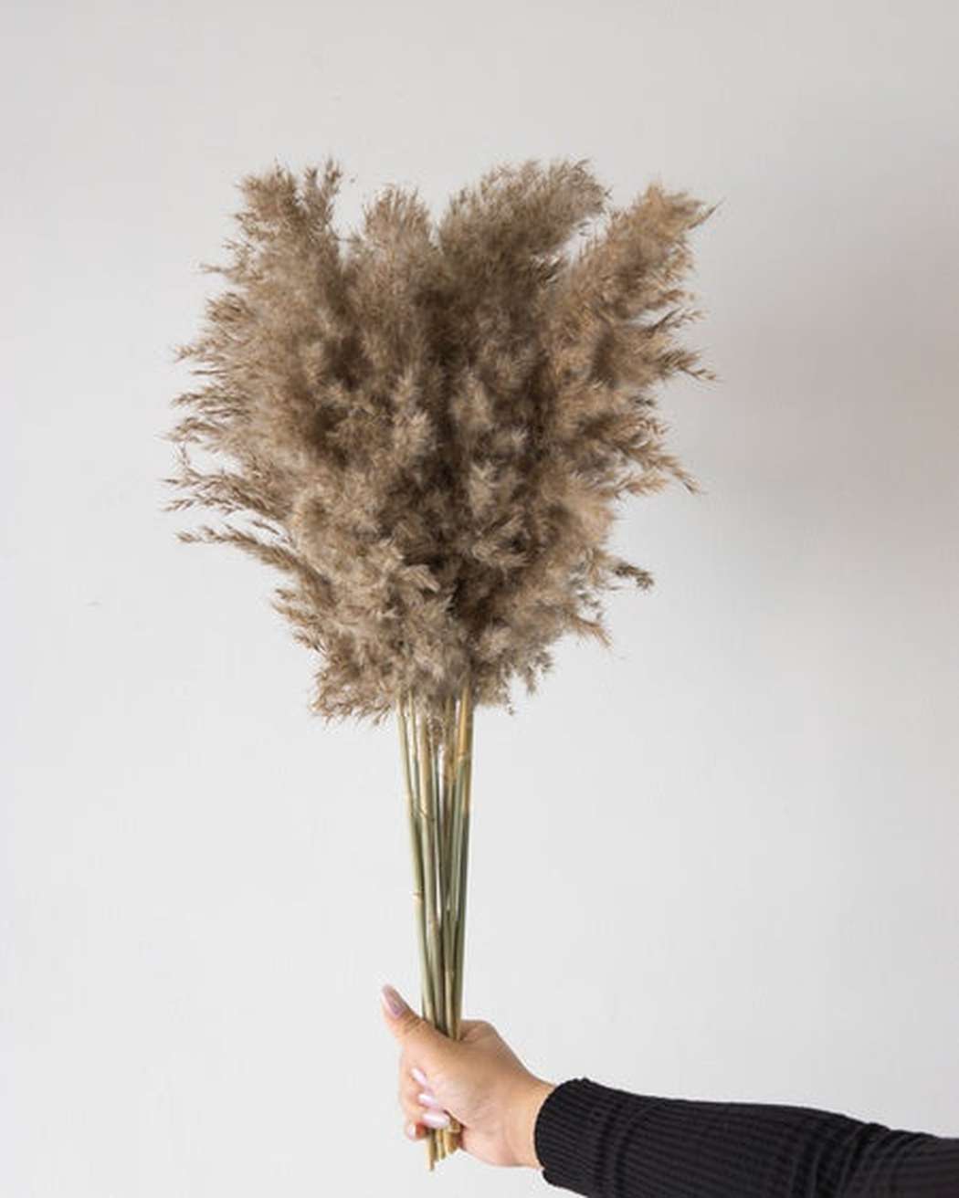 Mini Pampas Grass (5pcs)