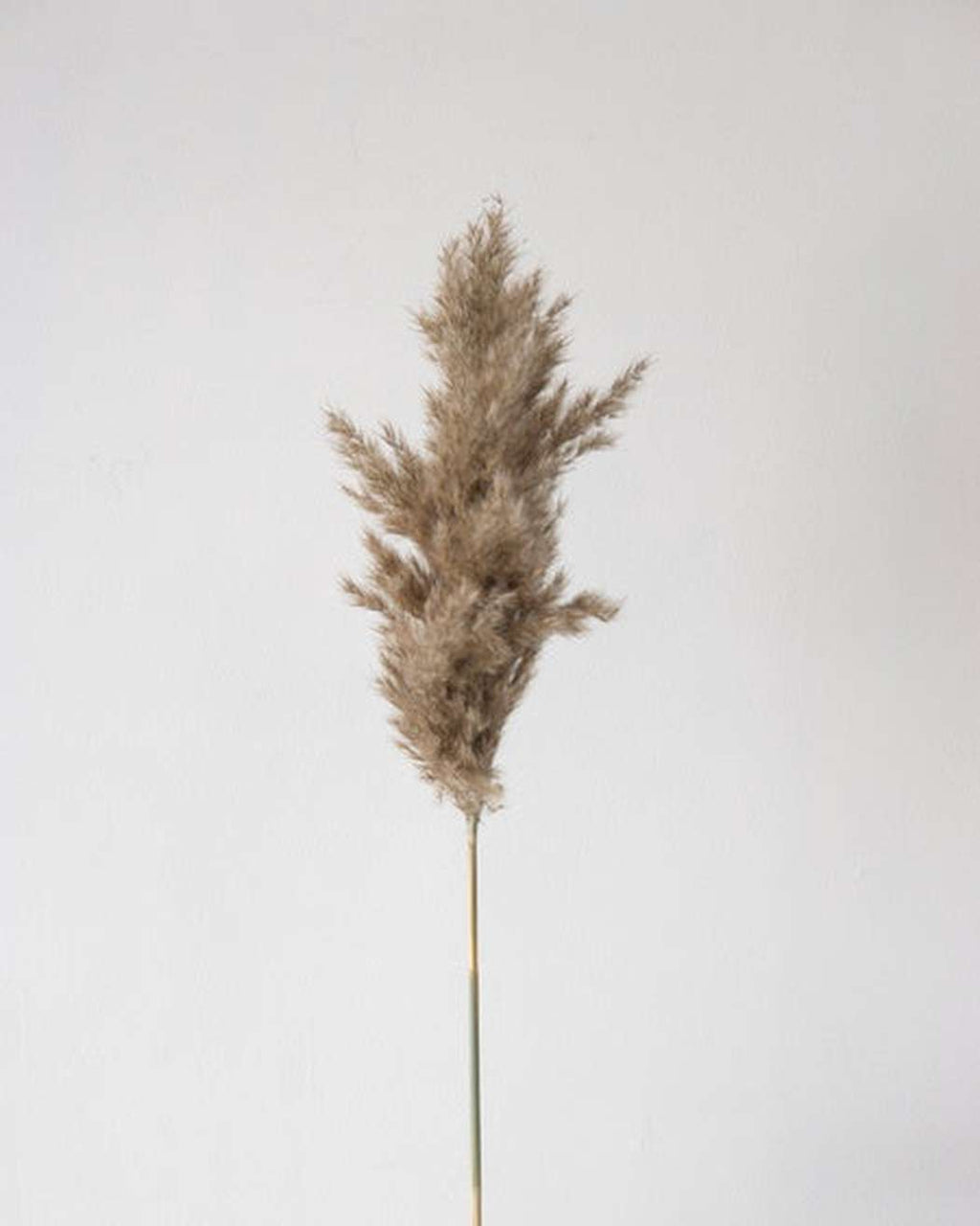 Mini Pampas Grass (5pcs)